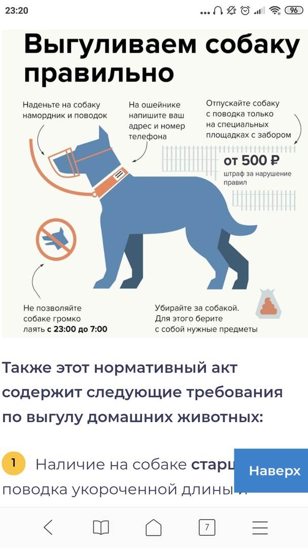 Правила и закон о выгуле собак 2022: намордники, поводки и их отсутствие, где можно гулять и ответственность за нарушение