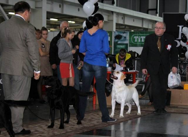 Выставка собак в москве: расписание на 2021 год