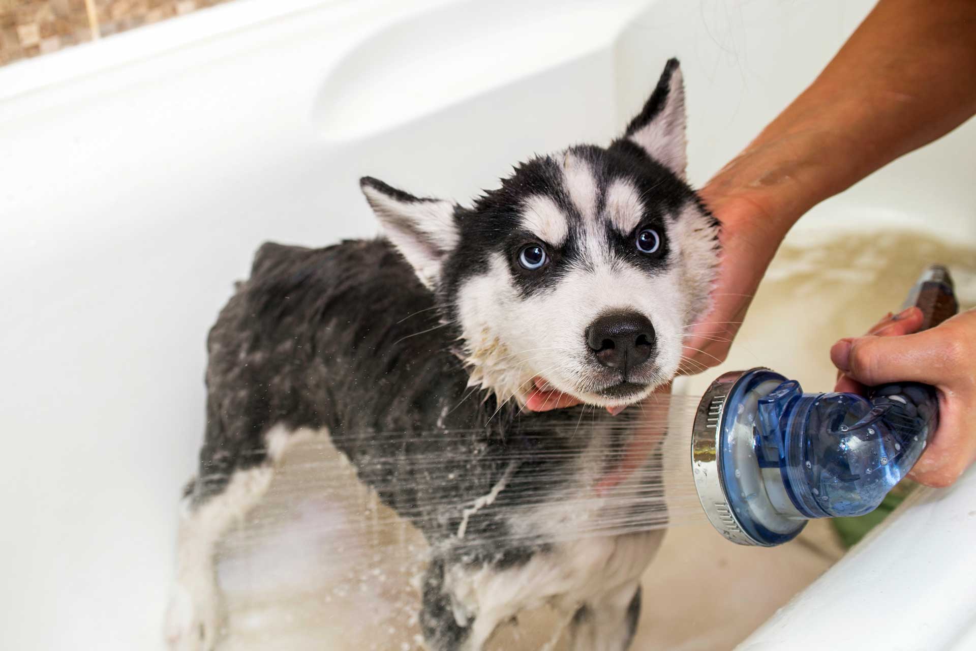 Как помыть собаку – правила и  средства гигиены | ваши питомцы