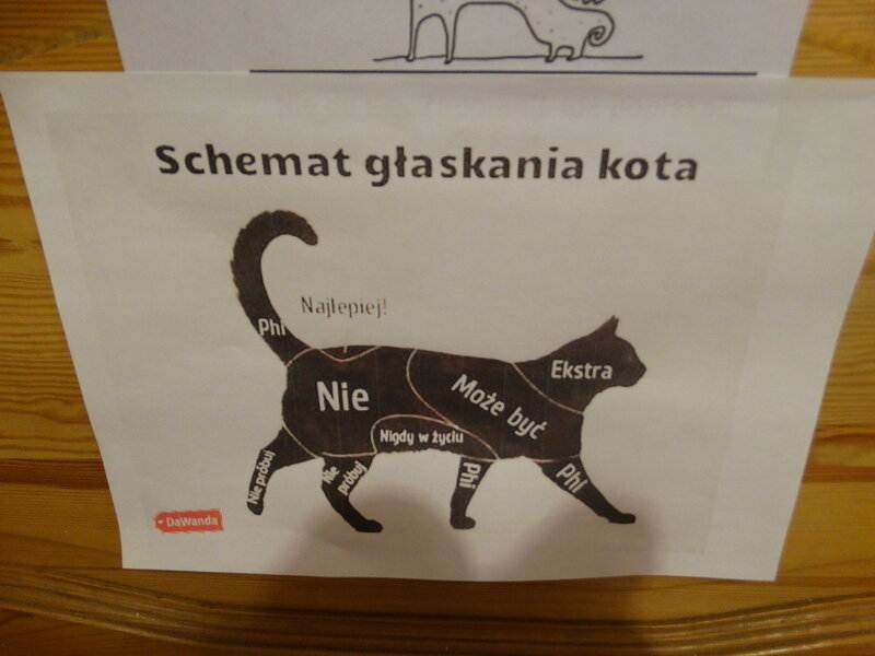 Как правильно гладить кошку чтобы ей нравилось - kotiko.ru