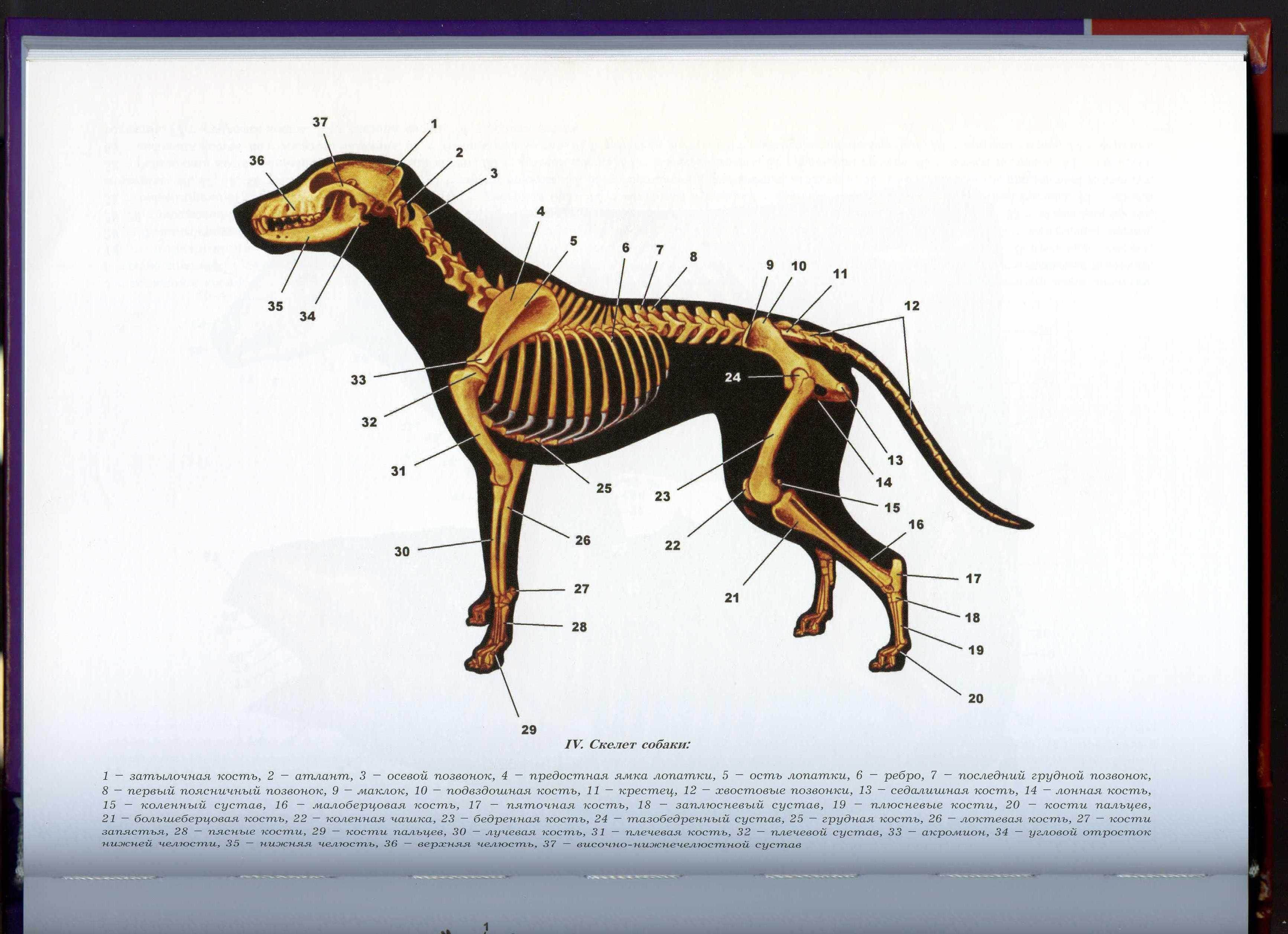 Анатомия и физиология собаки: краткий обзор