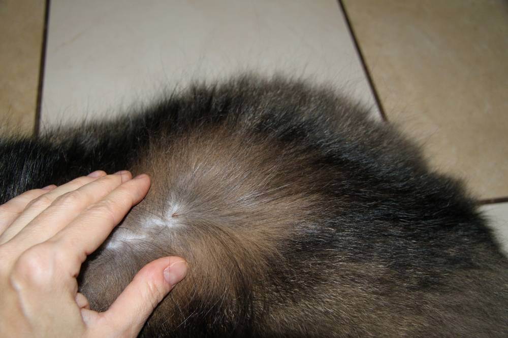 У кота шишка под кожей - что делать?