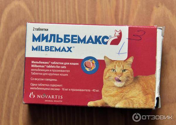 Обезболивающее для кота в домашних условиях: дозировка, какие нельзя давать