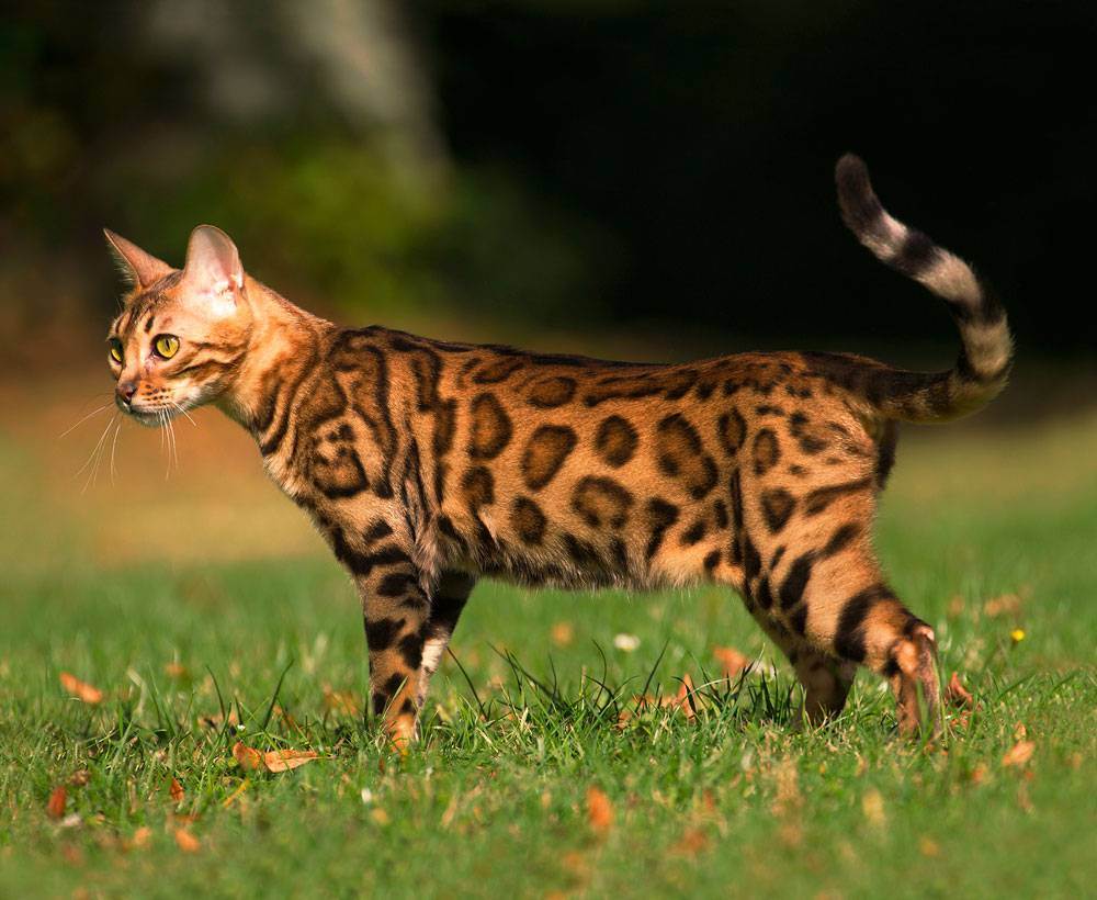 Бенгальская порода кошек: описание, характер, уход и содержание