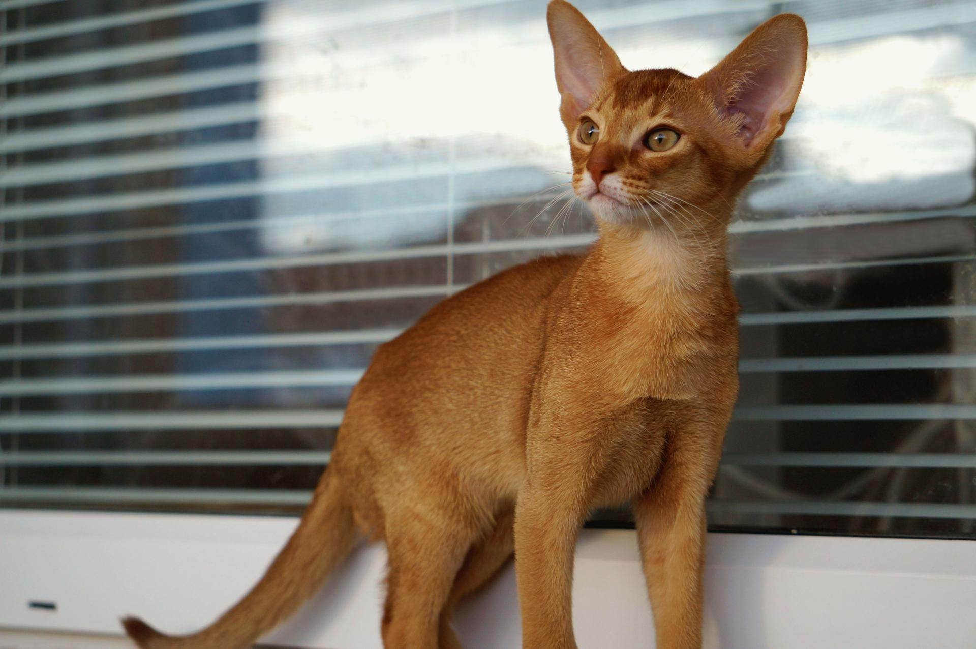 Абиссинская кошка: описание характера и поведения