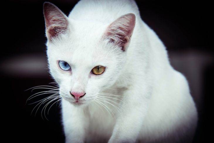 Кошка као мани: 33 фото, описание, окрас, характер, стандарт породы