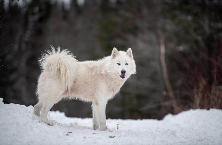 Северная инуитская собака