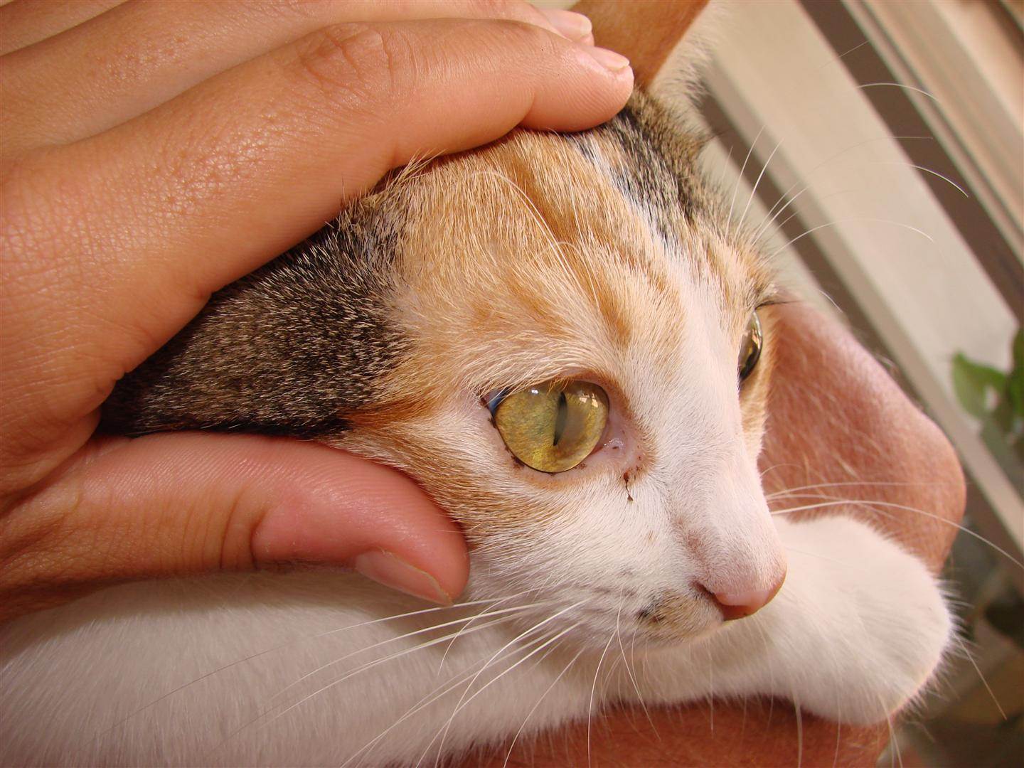 Хламидиоз у кошек - острая или хронически протекающая...