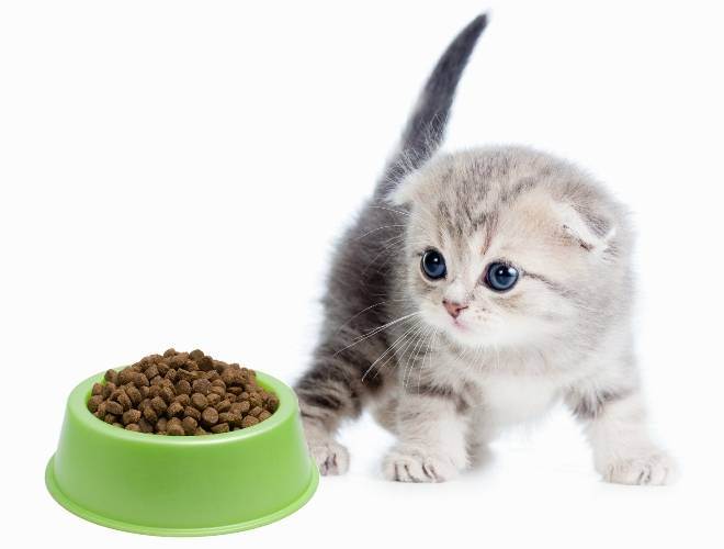 Лучший корм для британских кошек: чем кормить британца в домашних условиях
