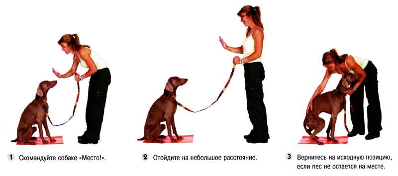 Как научить собаку (или щенка) команде "лежать": инструкция с видео
