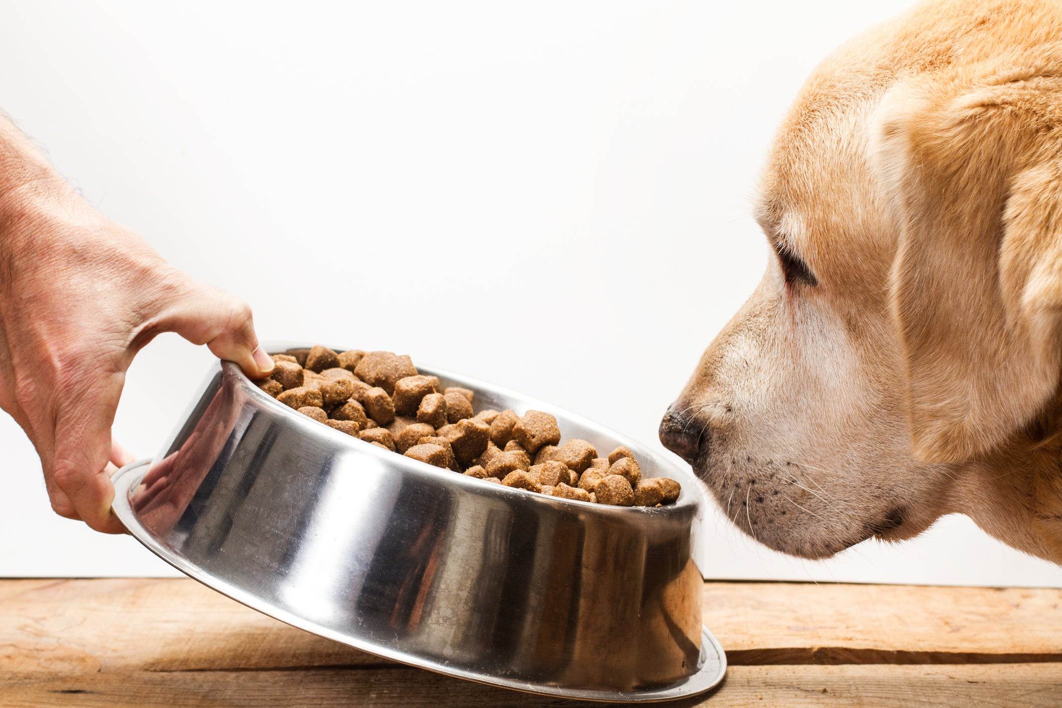 Собака не ест сухой корм: что делать, если перестала и не хочет есть, как заставить