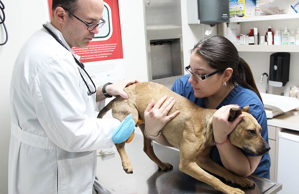 Кастрация и стерилизация собак: все за и против, особенности проведения процедуры и рекомендуемый возраст