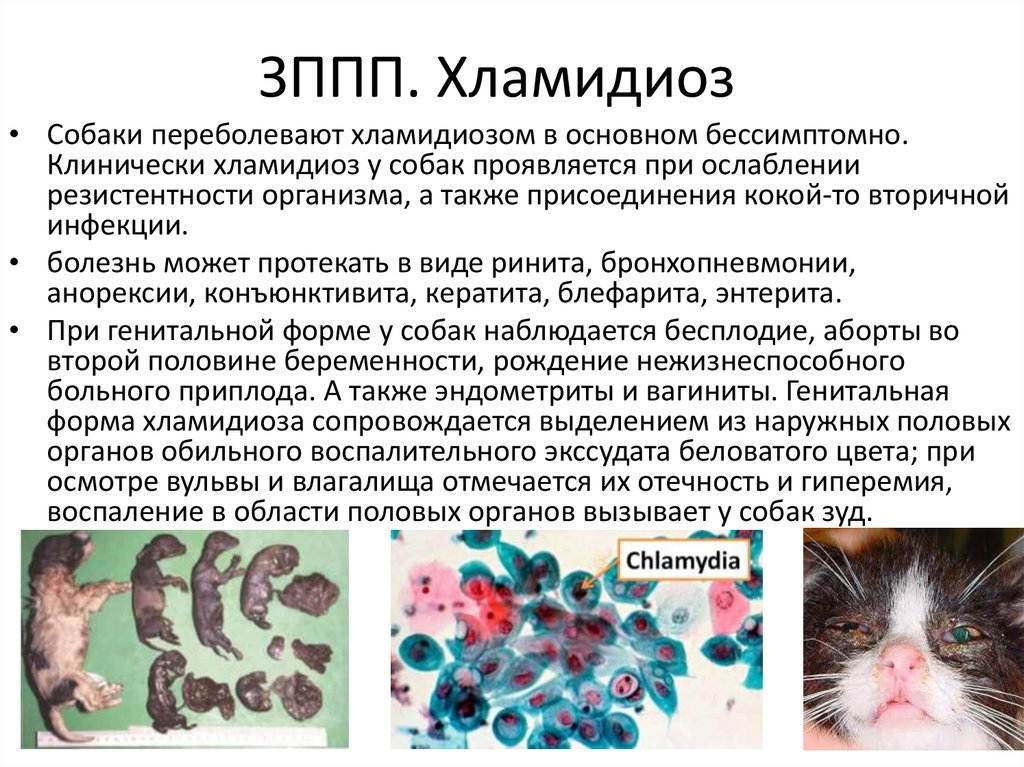 Хламидиоз кошек
