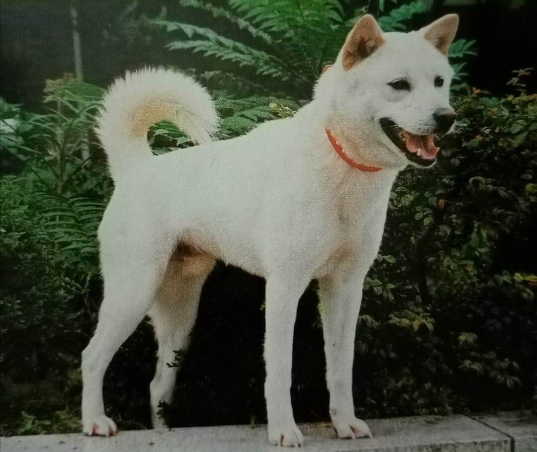 Кисю ((японская лайка): описание породы собак с фото и видео