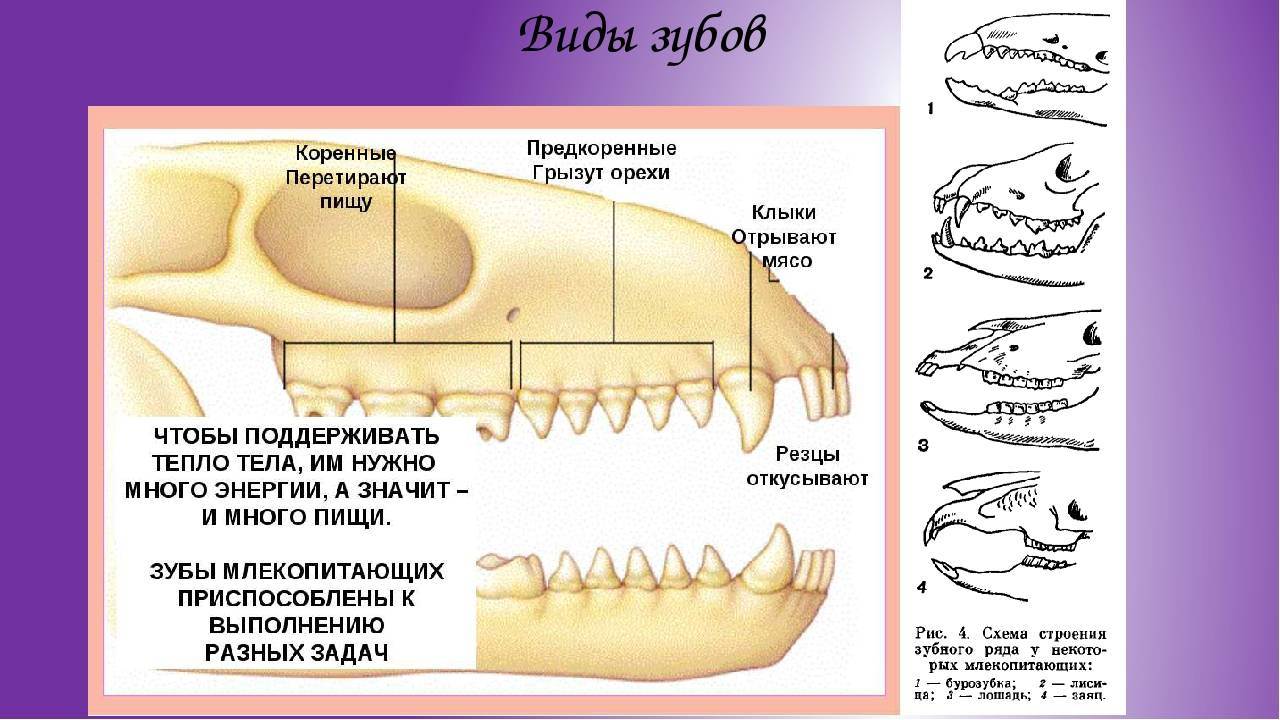 Почему зубы млекопитающих отличаются. Строение зубов млекопитающих биология 7 класс. Зубная система низших млекопитающих. Резцы клыки предкоренные коренные зубы зверей. Строение зубов млекопитающих зубная система.