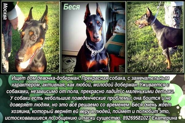 Клички для доберманов — сайт doberman-dog! - oozoo.ru