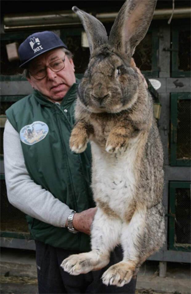 Самые большие кролики: топ-10 наиболее крупных пород