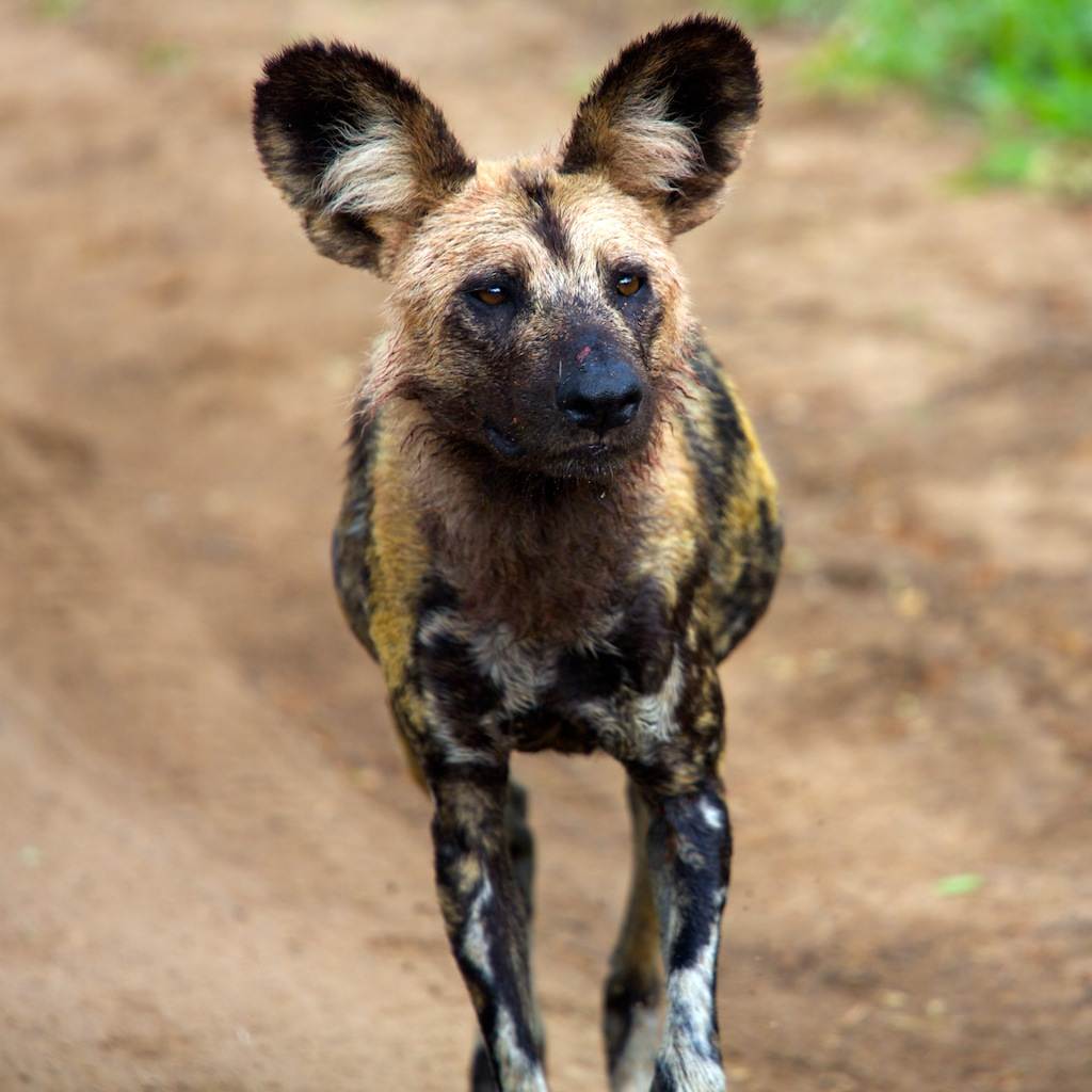 Гиеновая собака. описание, особенности, виды, образ жизни и среда обитания гиеновой собаки
