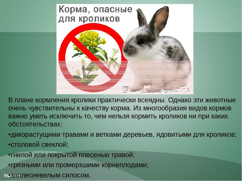Какой травой нельзя кормить кроликов?