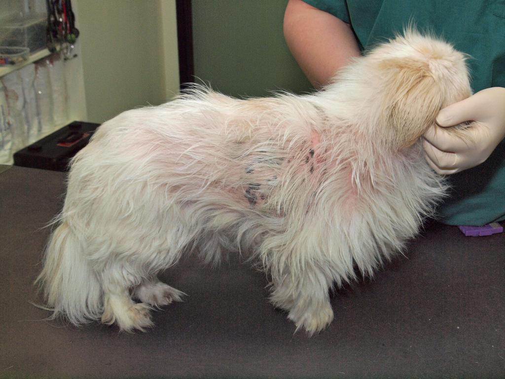 Демодекоз у собак: симптомы с фото и лечение недуга, осложнения, как берут соскоб для анализов на демодекоз у собак