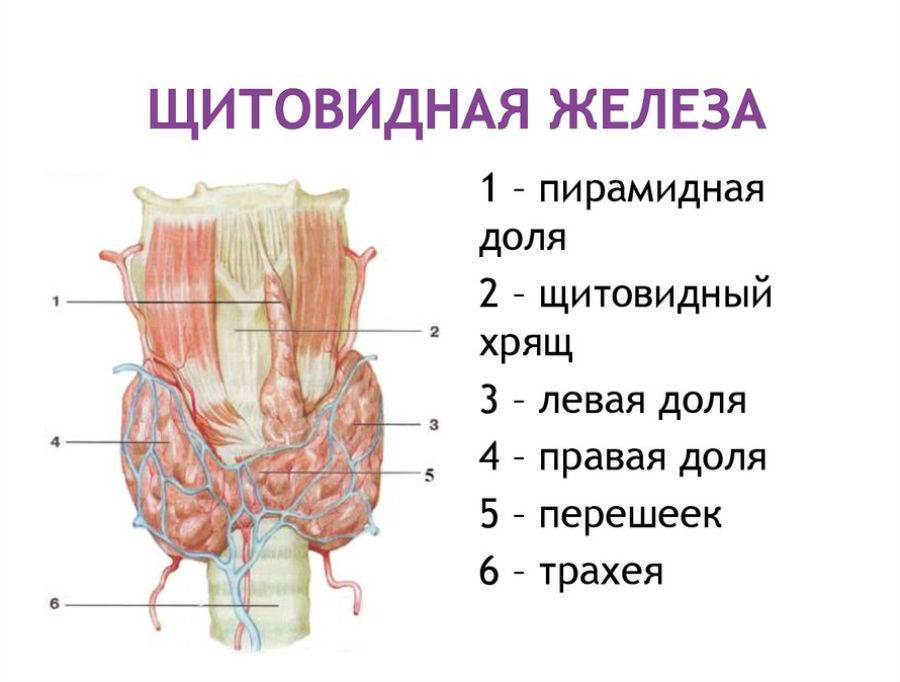 Щитовидная железа рисунок анатомия