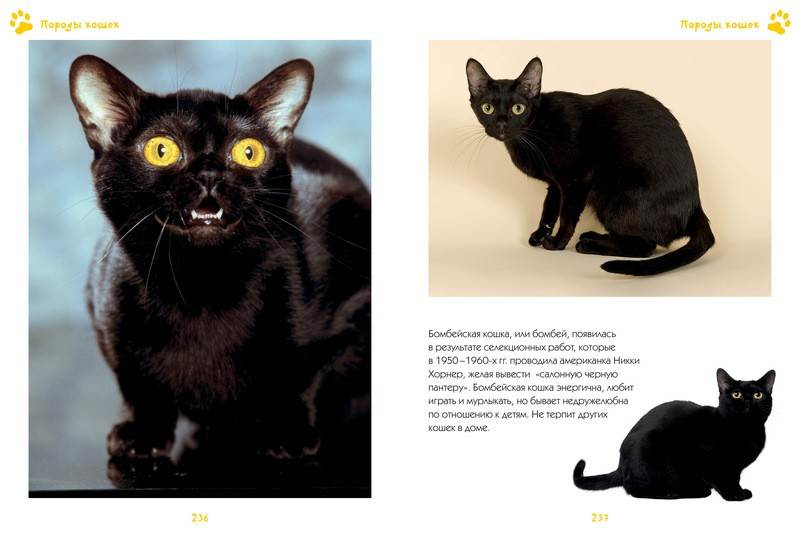Порода кошек черно белых: выявляем суть
