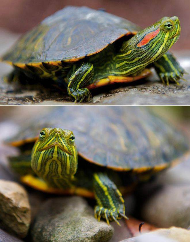 Красноухая черепаха в домашних условиях: как ухаживать, питание, размножение