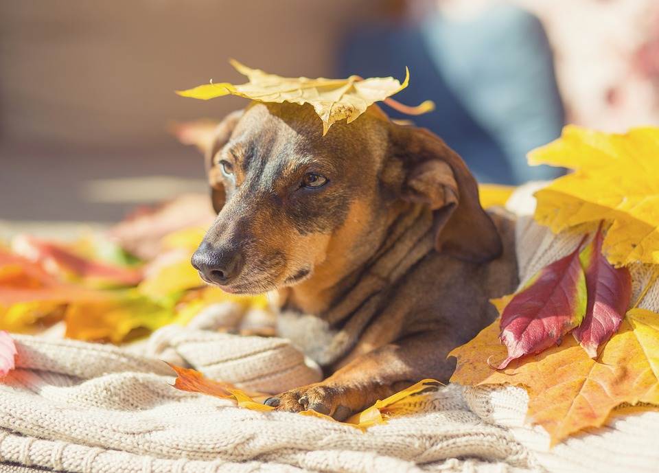 Если собака грустит: 7 способов улучшить настроение питомца - gafki.ru