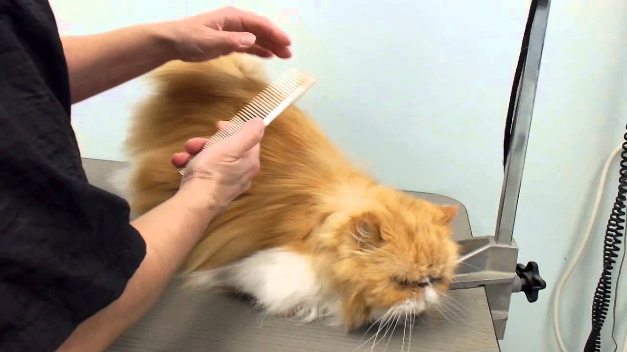 Колтуны у кошки: причины сваливания шерсти в комки, что делать, способы удаления