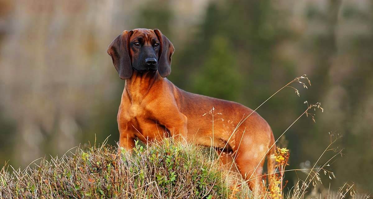 Баварская горная гончая собака - описание породы