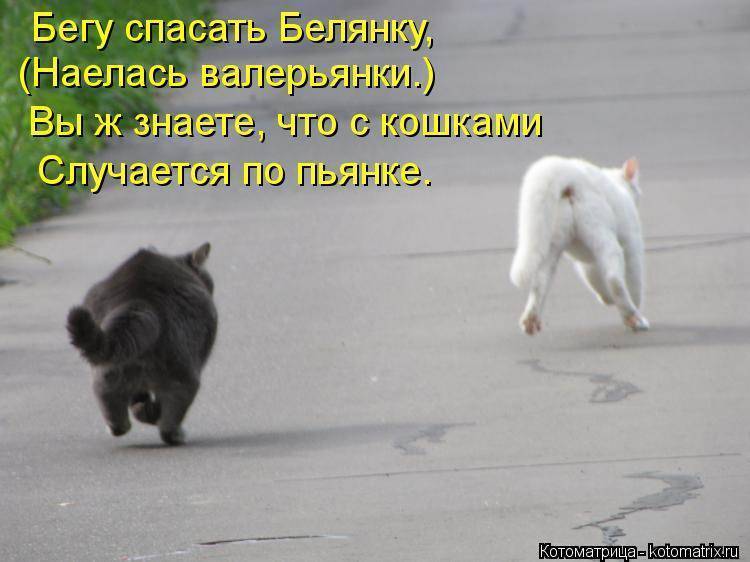 Как найти кота, если он убежал или потерялся на улице
