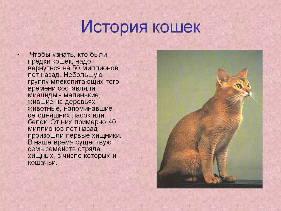 Происхождение кошек: история вида, от кого, откуда и когда появились, одомашнивание