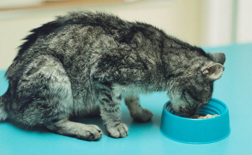 Энтерит у кошек: симптомы и лечение энтерита в домашних условиях