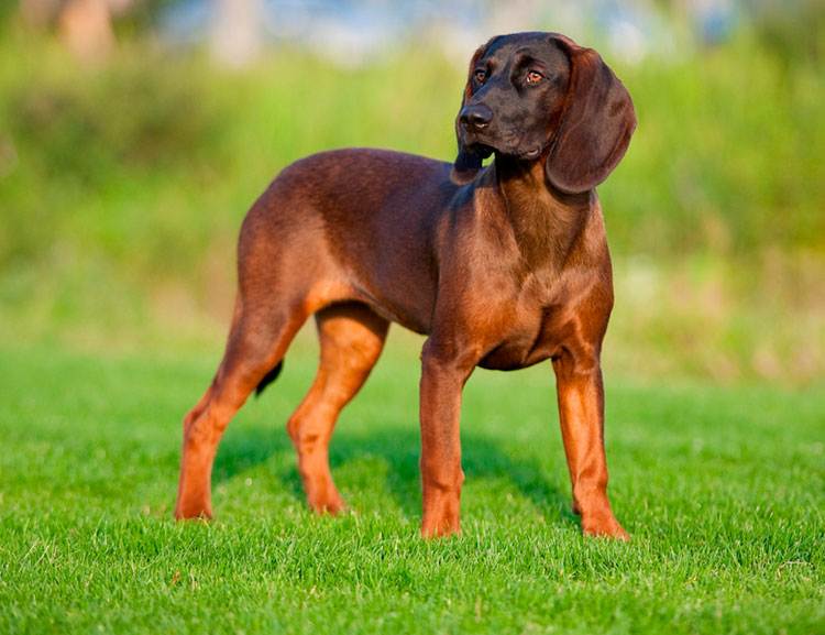 Гончие породы собак: 10 видов гончих с фото и описание
