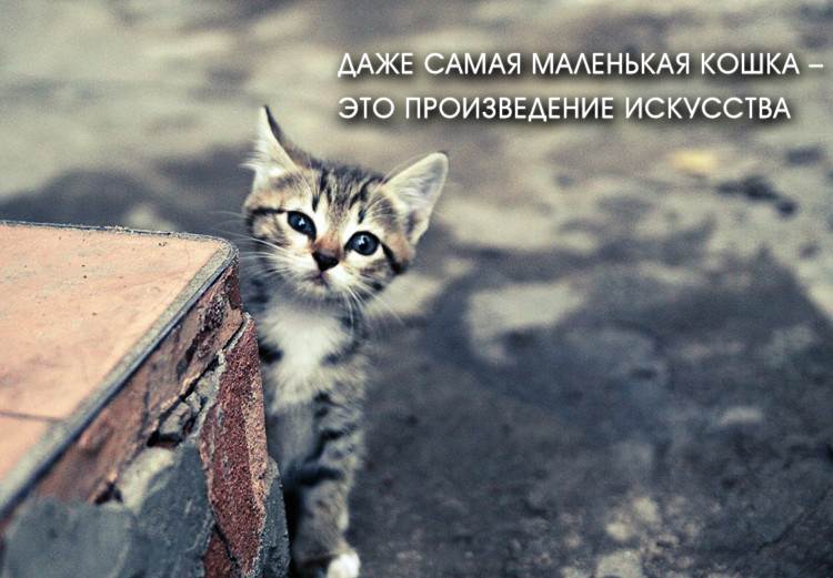 Красивые цитаты со смыслом про кошек и людей.