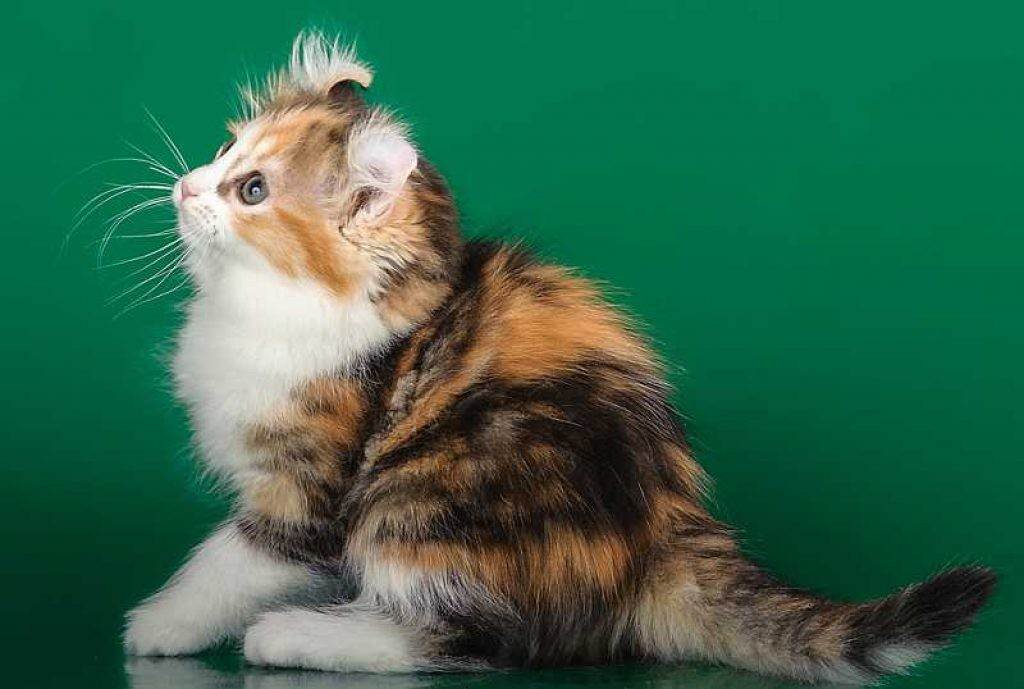 Американский керл: описание породы кошек из сша, характер, уход и содержание