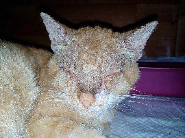Чесотка у кошек: симптомы и лечение нотоэдроза, фото
