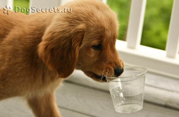 Почему собака или щенок пьет много воды