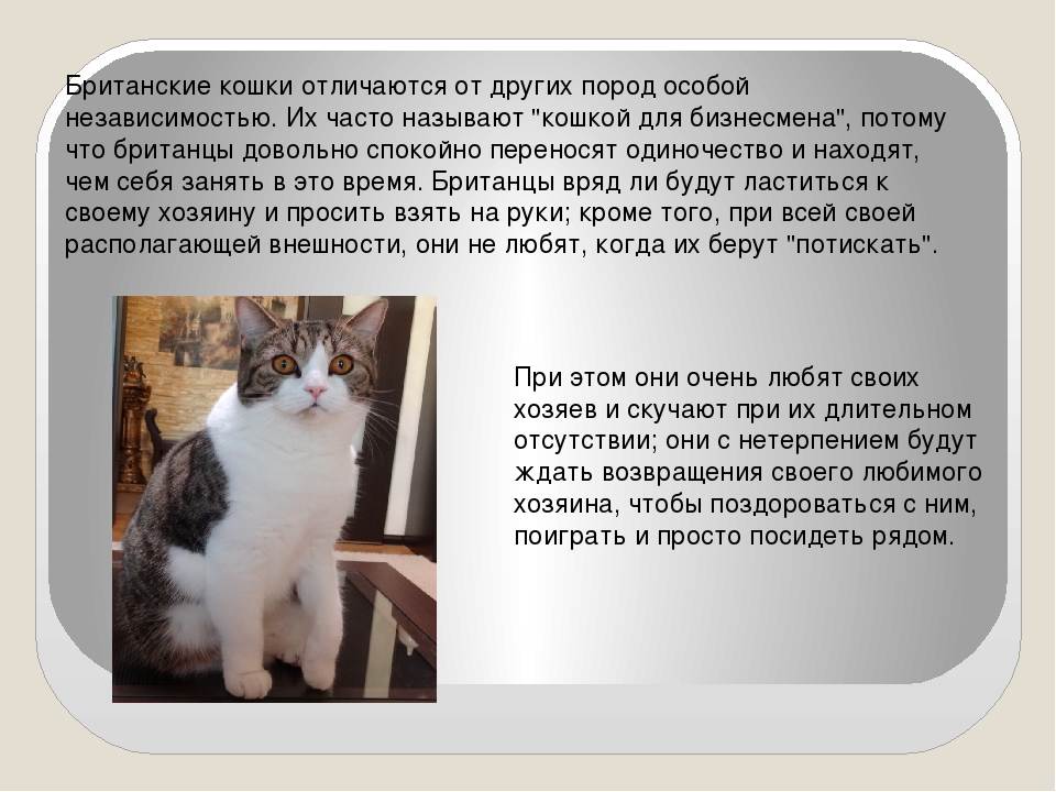 Почему беспородные кошки самые популярные домашние питомцы? - mnogo-krolikov.ru