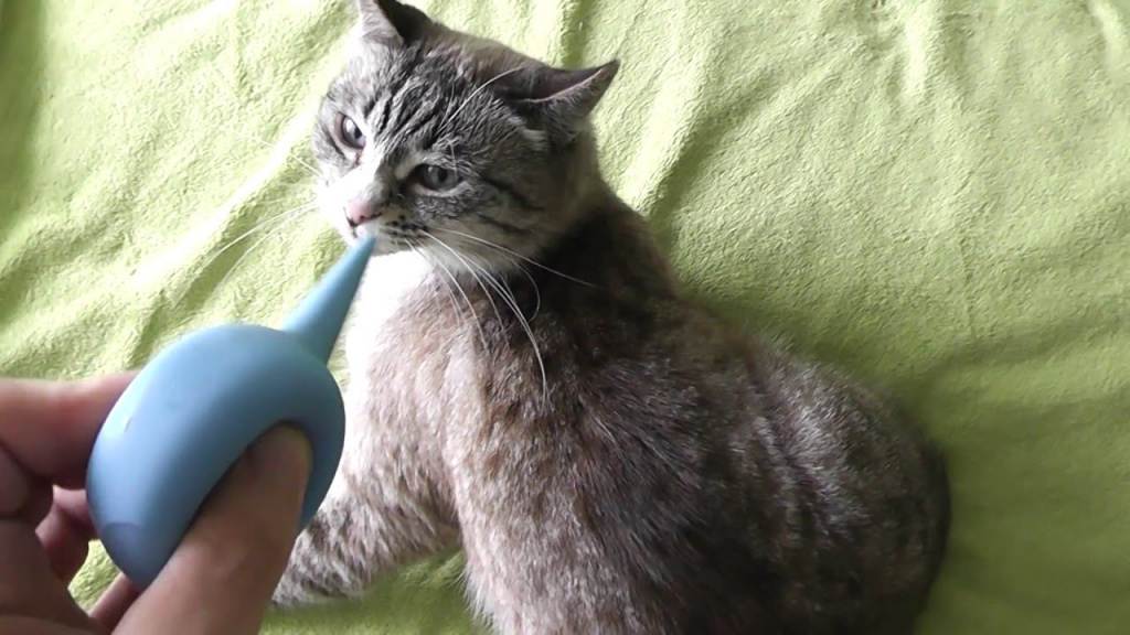 Клизма коту: описание метода, пошаговая инструкция, советы ветеринаров