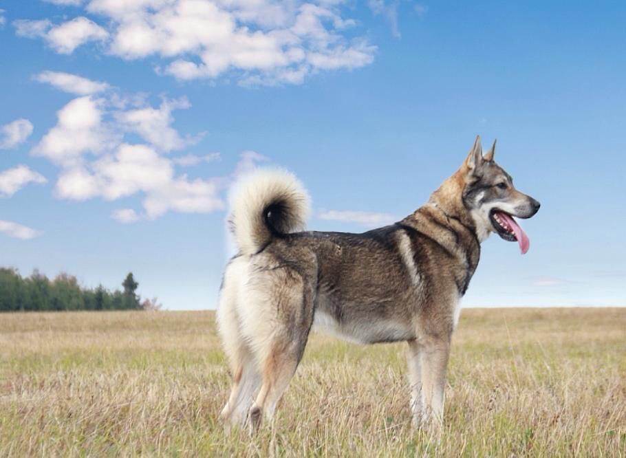 Западно-сибирская лайка — фото, описание породы собак, характер