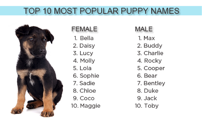 Клички для собак - список 3000 лучших кличек для собак-мальчиков и собак-девочек