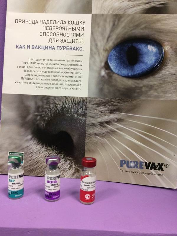 Пуревакс для кошки: укрепляем иммунитет животного