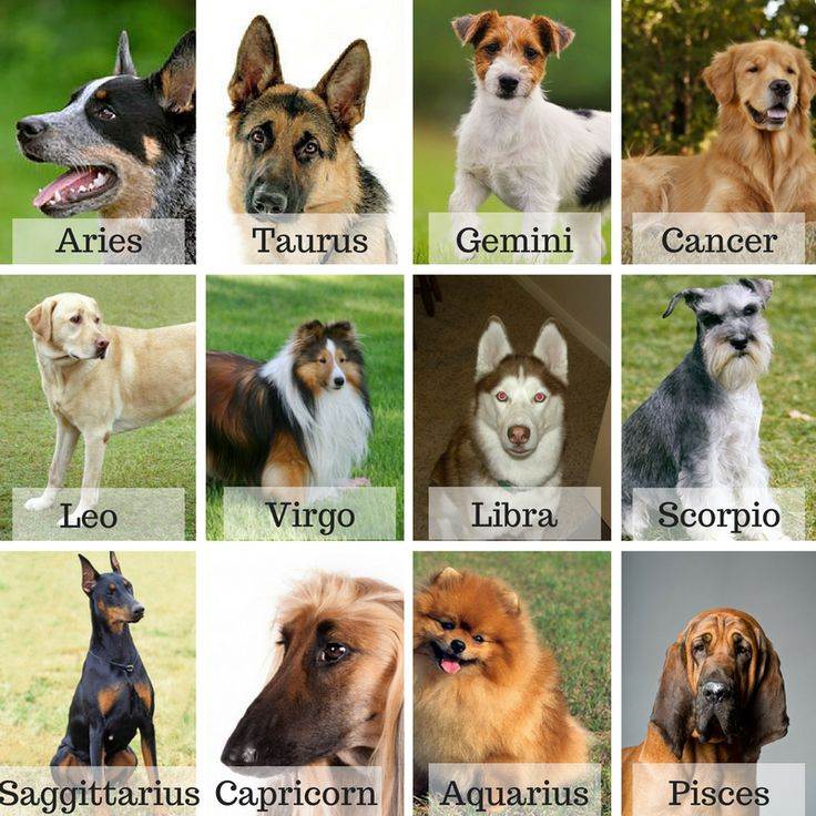 Какая порода собак подходит по знаку зодиака