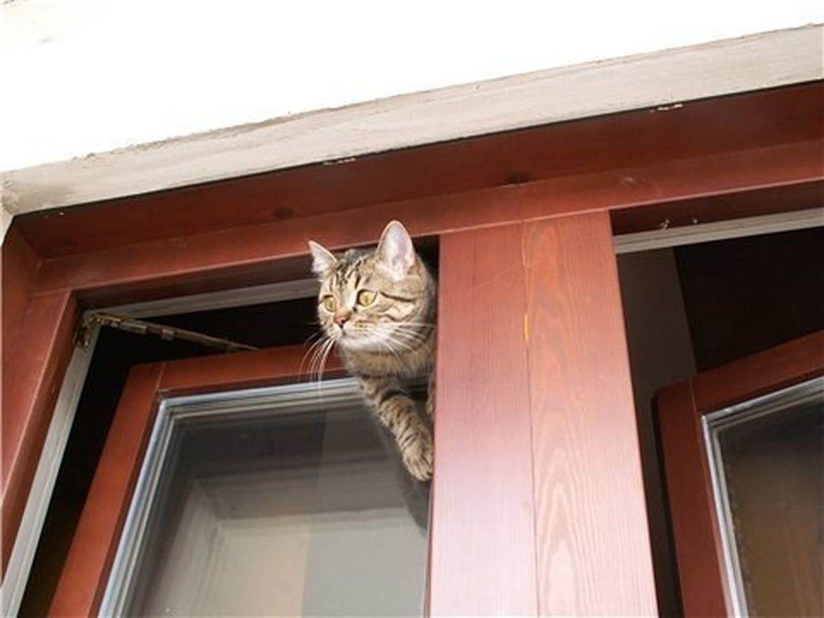 Как избавиться от кошек во дворе частного дома навсегда