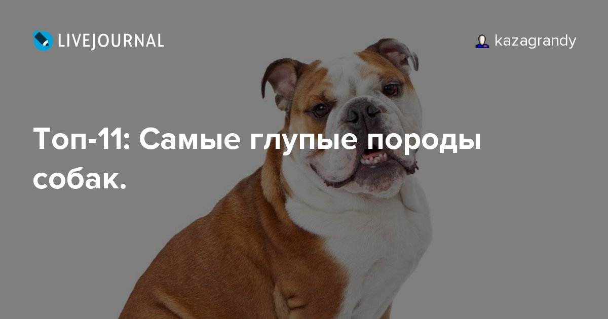 ᐉ самые глупые породы собак - топ 10 с фото - zoovet24.ru