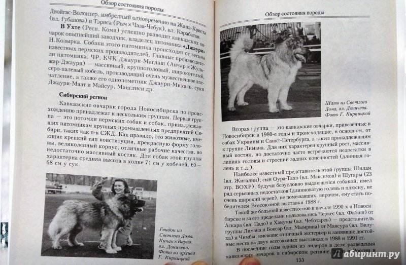 Южнорусская овчарка: стандарт породы, особенности ухода и содержания (+ фото) | ваши питомцы