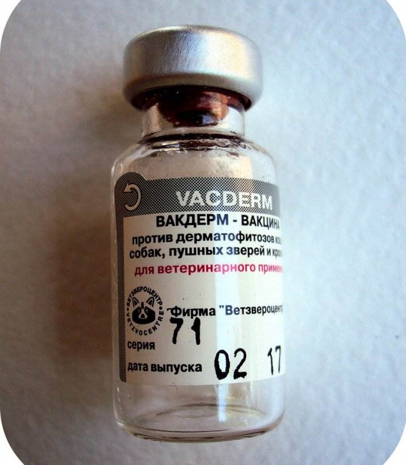 Вакцина вакдерм: инструкция по применению - вет-препараты