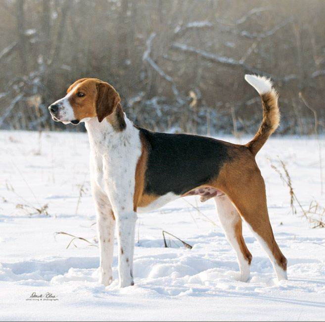 Порода собак английский фоксхаунд и ее характеристики с фото