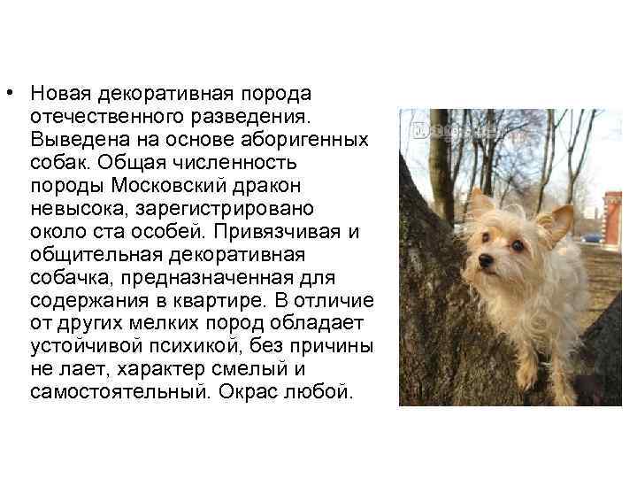 Московская сторожевая собака: характеристика породы